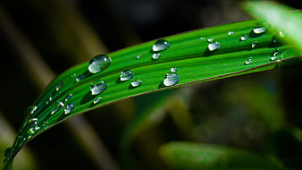 Close-up of water droplets on a vibrant green leaf