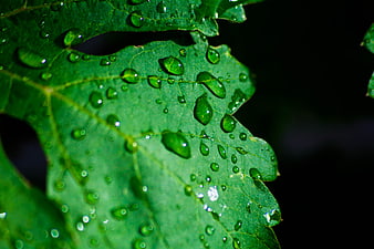 Close-up of green leaf with water droplets on dark background