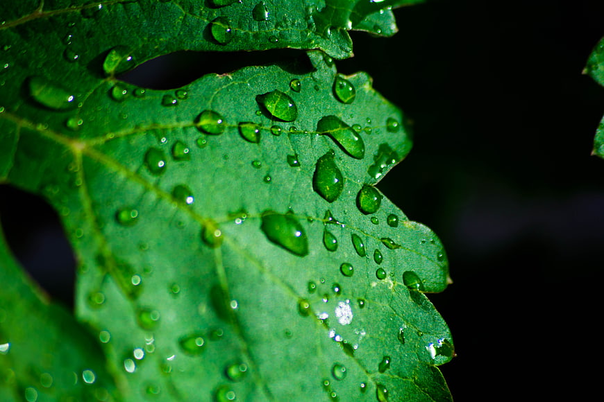 Close-up of green leaf with water droplets on dark background