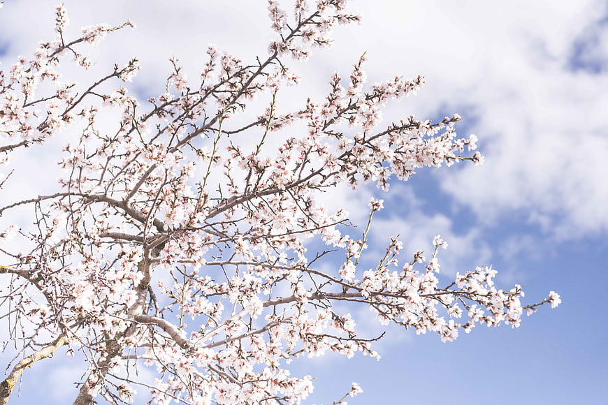 White cherry blossoms blooming against a blue sky with clouds