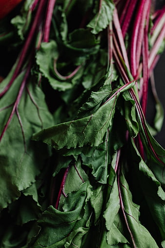 Close-up of fresh beet greens with red stems