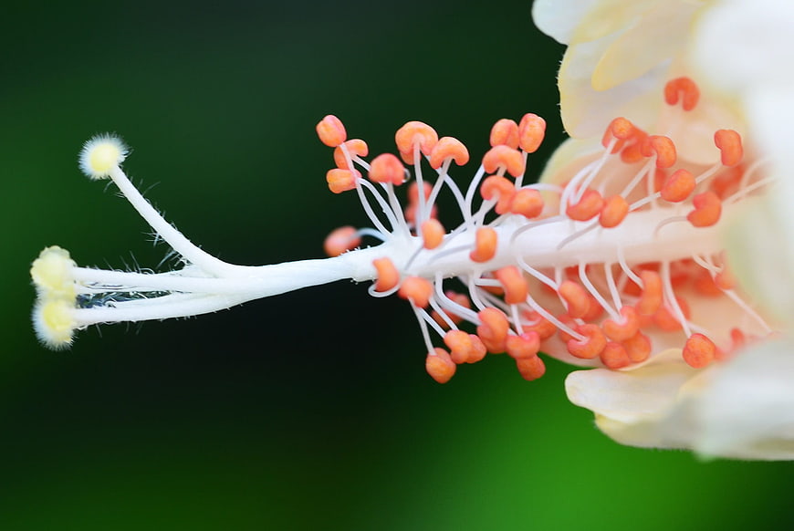 Macro Close-Up of White Flower Stamen and Pistil