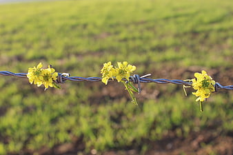 Yellow wildflowers caught on barbed wire fence in green field