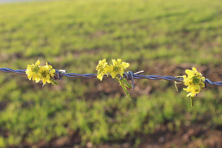 Yellow wildflowers caught on barbed wire fence in green field