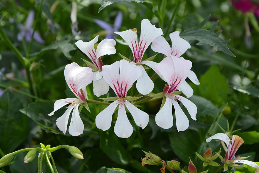 White geranium flowers with pink veins in a garden