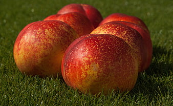 Fresh Ripe Nectarines on Green Grass