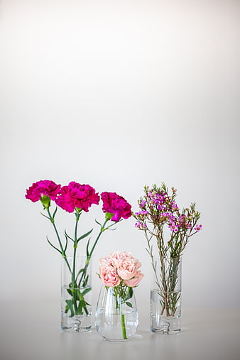 Pink Carnations and Baby's Breath in Glass Vases on White Background