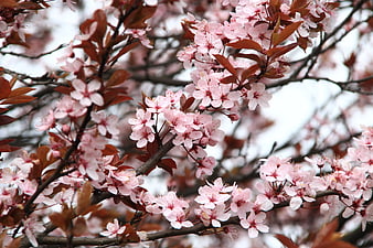 Pink Cherry Blossoms on Branches in Spring