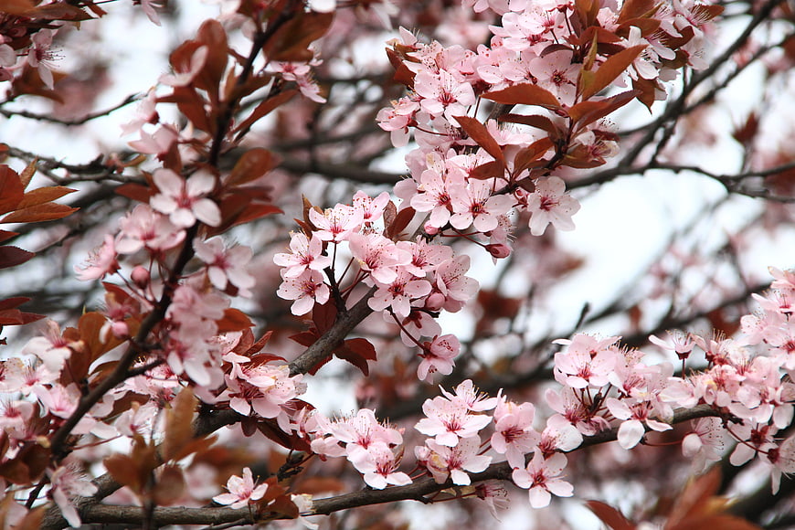 Pink Cherry Blossoms on Branches in Spring