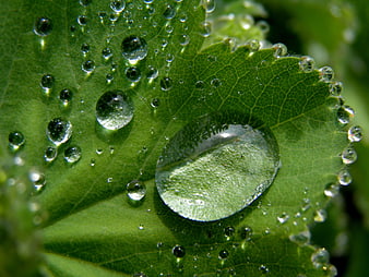 Macro Water Droplets on Green Leaf Texture