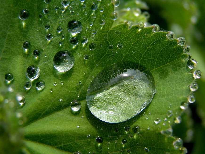 Macro Water Droplets on Green Leaf Texture