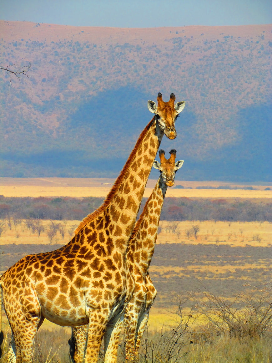 Two Giraffes Standing in African Savanna Landscape