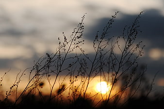 Silhouetted Wild Grasses Against Golden Sunset Sky
