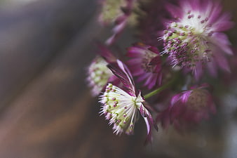 Close-up of purple Astrantia flowers with soft bokeh background