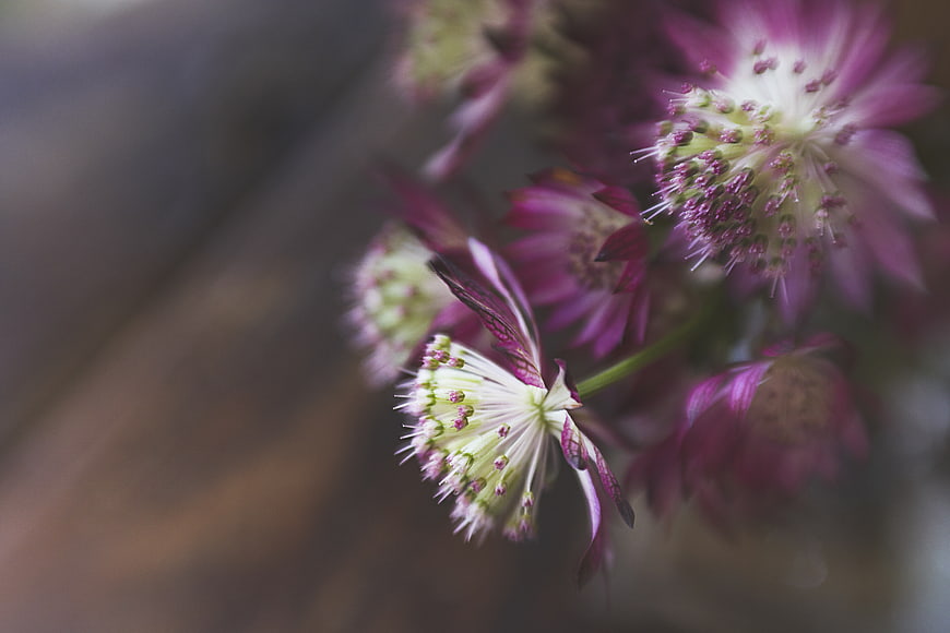 Close-up of purple Astrantia flowers with soft bokeh background