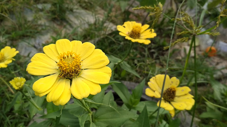 Close-up of bright yellow zinnia flowers in a garden