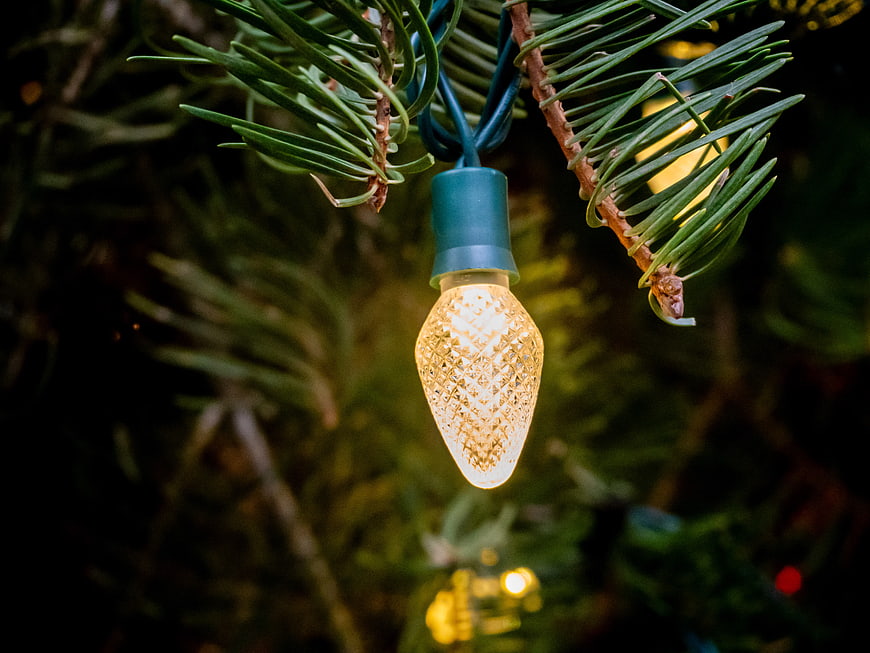 Close-up of Lit Christmas Light on Pine Branch