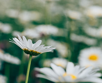 Close-up of a white daisy in a blurred garden field