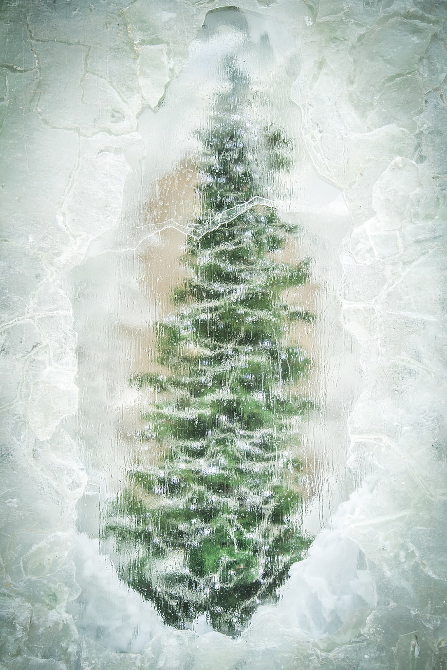 Frozen Christmas Tree Encased in Ice