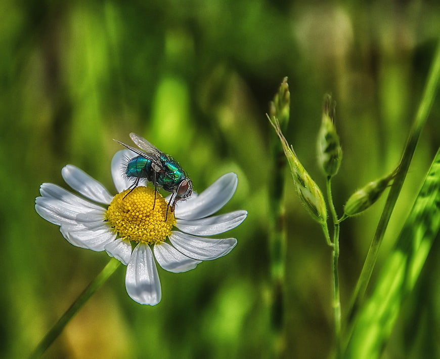 Green Bottle Fly on White Daisy in Meadow