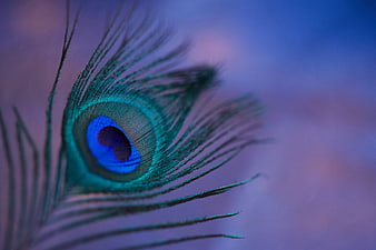 Close-up of a vibrant peacock feather eye on a blurred background