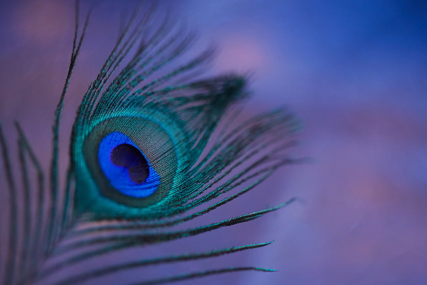 Close-up of a vibrant peacock feather eye on a blurred background