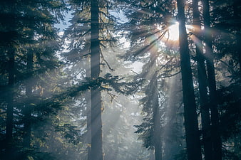 Sunbeams shining through misty pine forest trees