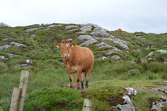 Brown cow standing in rocky green mountain pasture