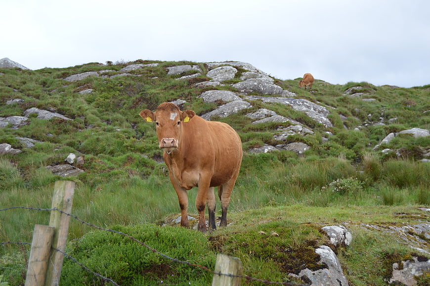 Brown cow standing in rocky green mountain pasture