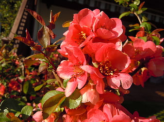 Vibrant pink flowering quince blossoms in sunlight