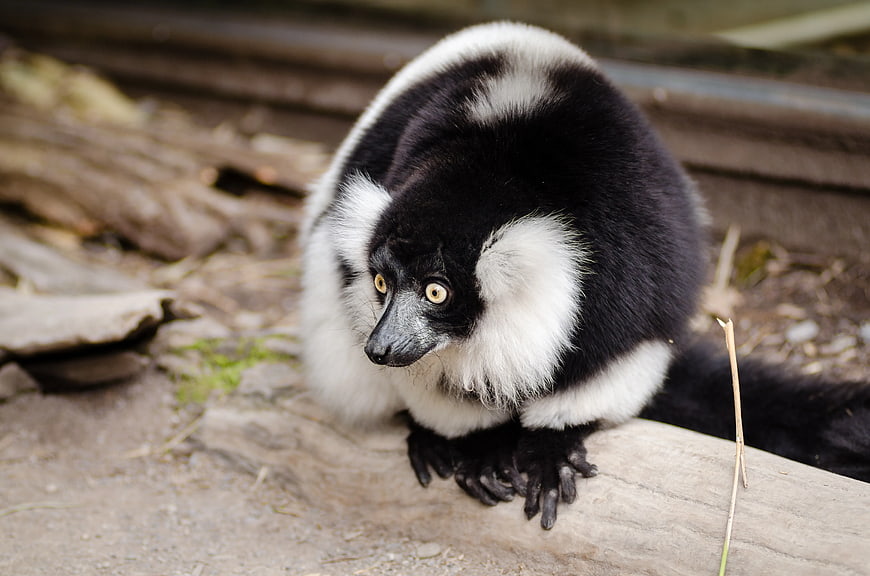 Close-up of Black and White Ruffed Lemur on Log