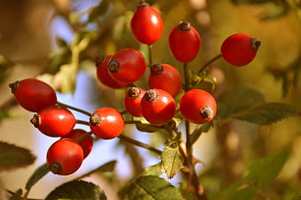 Close-up of red rose hips on a branch in autumn