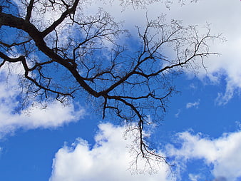Silhouette of bare tree branches against blue sky with clouds