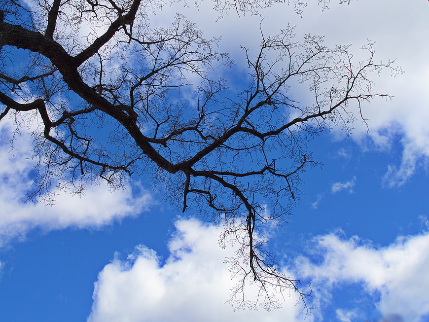 Silhouette of bare tree branches against blue sky with clouds