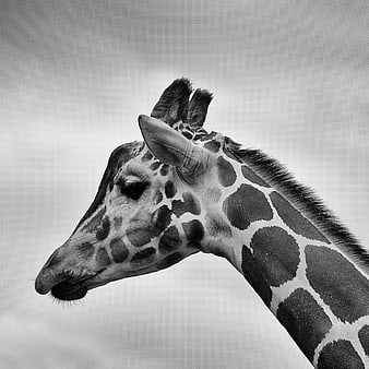Black and White Close-Up of a Giraffe Head Profile