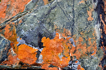Close-up of textured rock with vibrant orange lichen