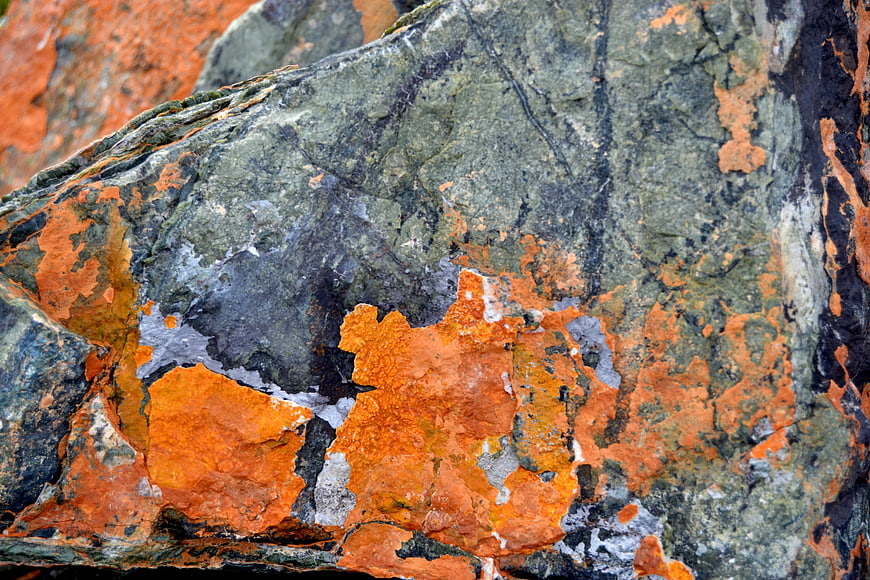 Close-up of textured rock with vibrant orange lichen
