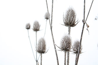 Dried thistle seed heads against white winter background