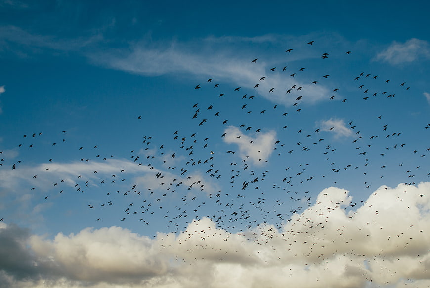 Large flock of birds flying against blue sky with clouds