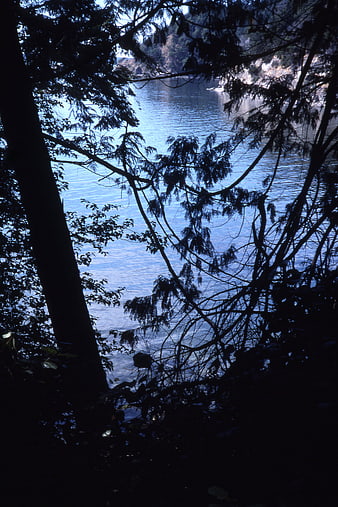 Silhouetted Trees Framing Blue Lake Water View