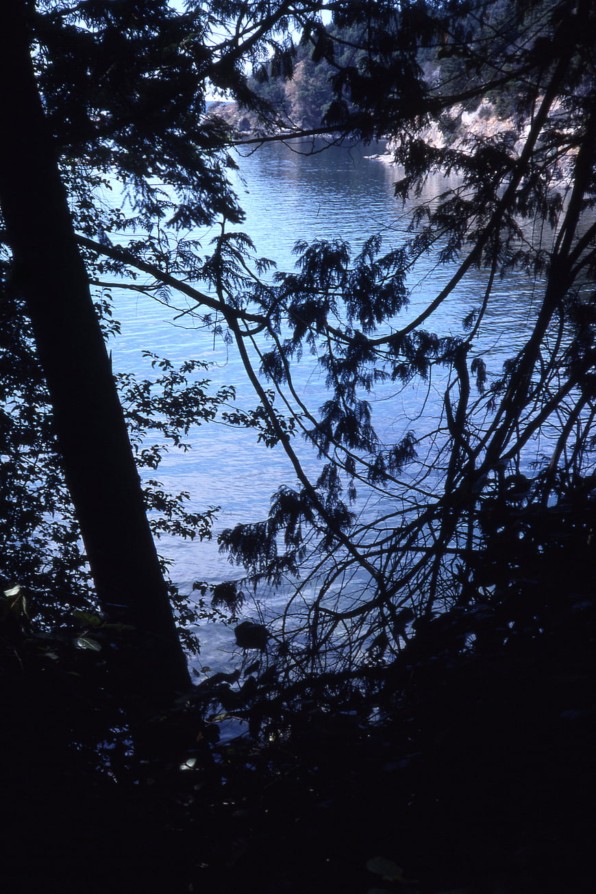 Silhouetted Trees Framing Blue Lake Water View