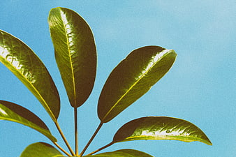 Glossy green leaves against a bright blue sky background