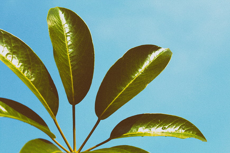 Glossy green leaves against a bright blue sky background