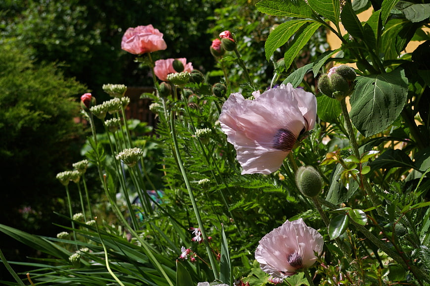 Pink Oriental Poppies Blooming in a Lush Green Garden