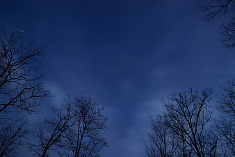 Silhouetted bare trees against a starry night sky
