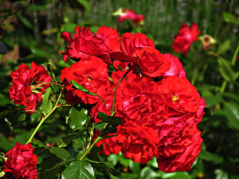 Vibrant Red Roses in Full Bloom