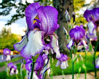 Close-up of vibrant purple and white iris flower in garden