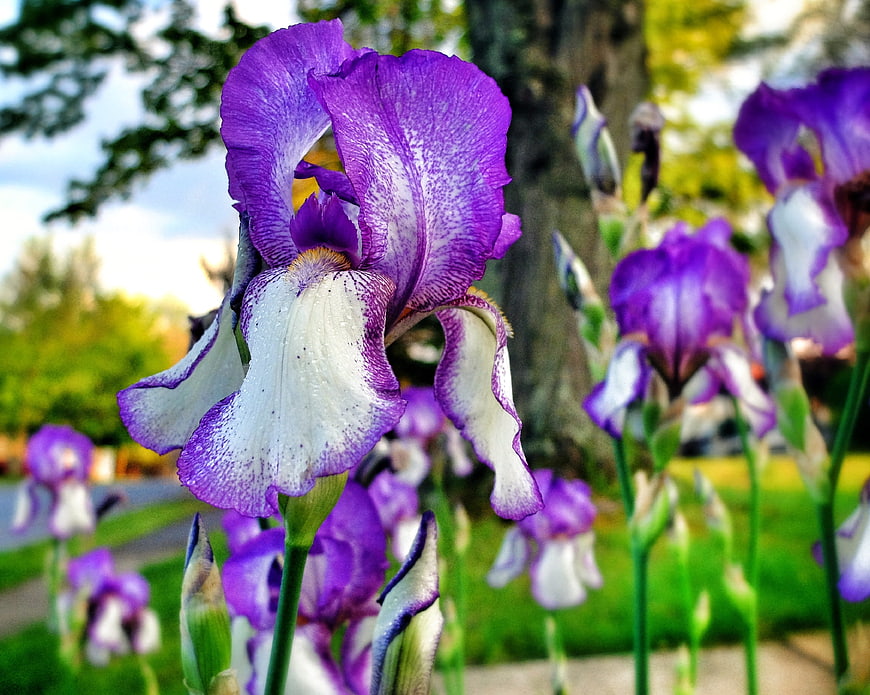 Close-up of vibrant purple and white iris flower in garden