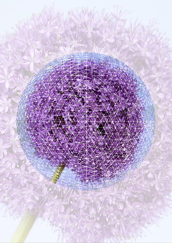 Abstract Purple Allium Flower with Geometric Wireframe Overlay