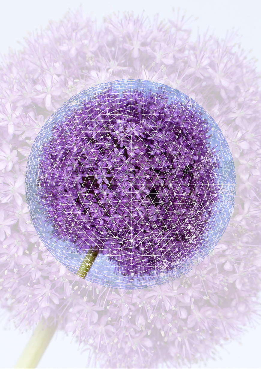 Abstract Purple Allium Flower with Geometric Wireframe Overlay